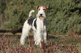 FOX TERRIER 449